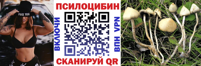 Купить  Гатчина  Псилоцибиновые грибы Cubensis 